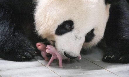 South Korean Zoo Welcomes Giant Panda Twins