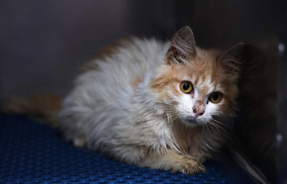 Viral Disease Killing Felines on ‘Cat Island’ Cyprus