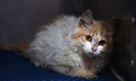 Viral Disease Killing Felines on ‘Cat Island’ Cyprus