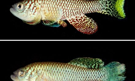 Israeli scientists believe experiments reversing aging in fish could benefit humans