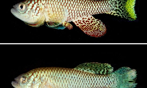 Israeli scientists believe experiments reversing aging in fish could benefit humans