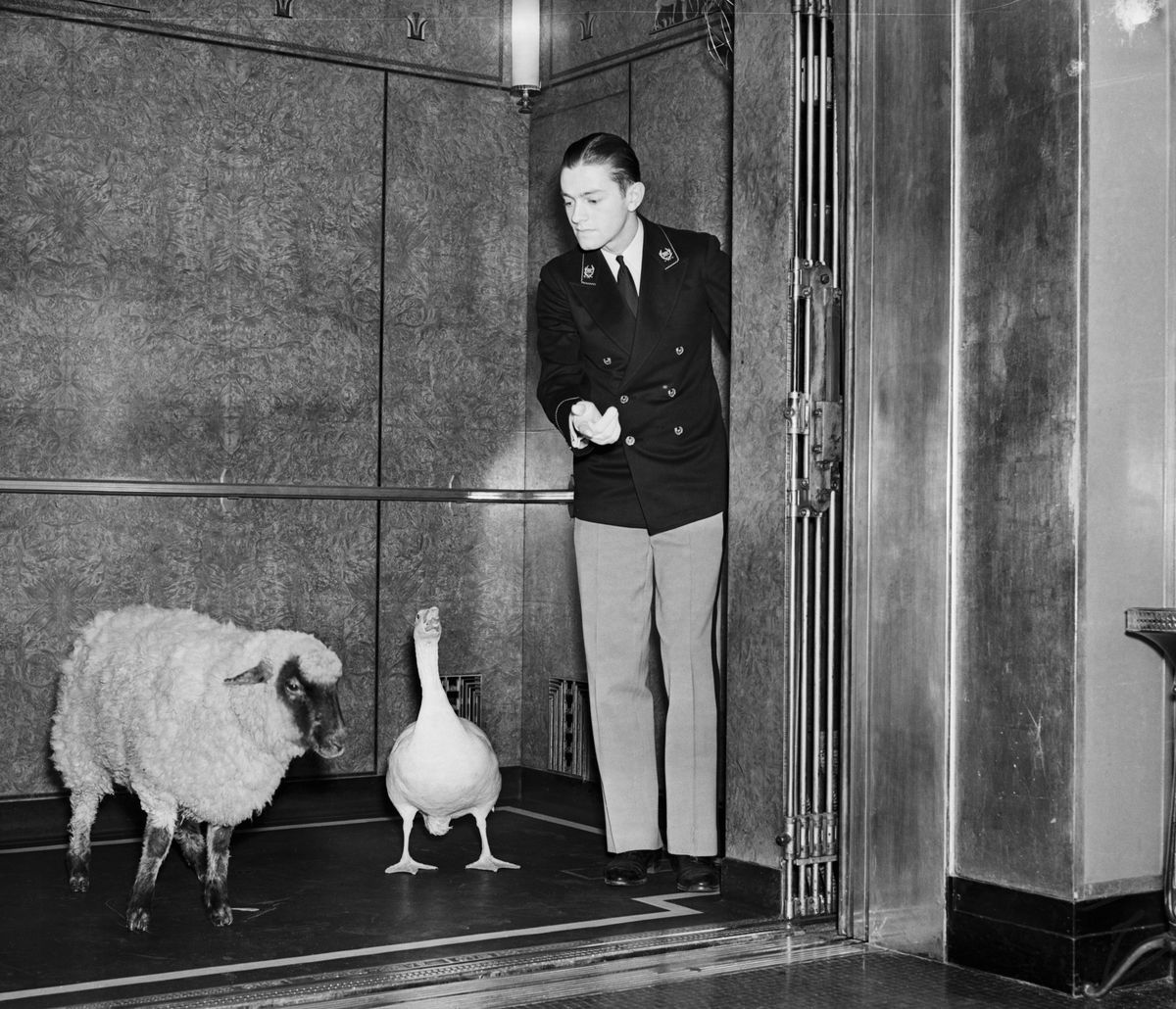 In a black-and-white photo, a uniformed elevator operator closes the door for his two passengers, a sheep and a goose. 