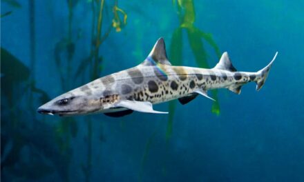 Discover the 11 Sharks Found in San Francisco Bay