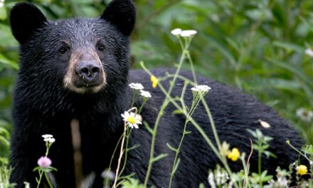 MON: New Mexico Game Commission to consider increasing hunting limits for black bears in some areas, + More