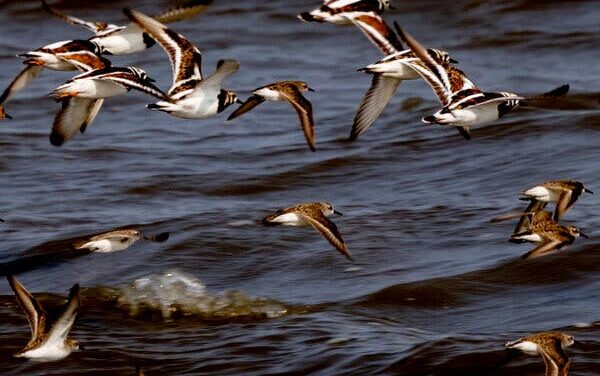 Is Social Justice for the Birds? Audubon Attempts an Answer.