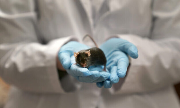 Study shows how brain cells of males and females respond differently to stress