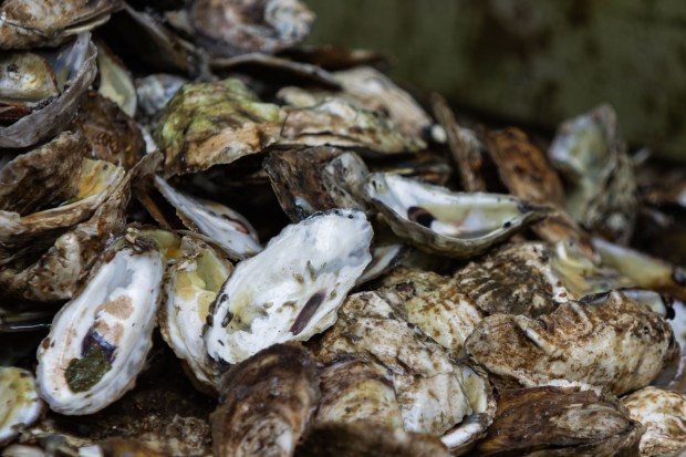 Recycled oysters donated by the River Stone Chophouse restaurant in...