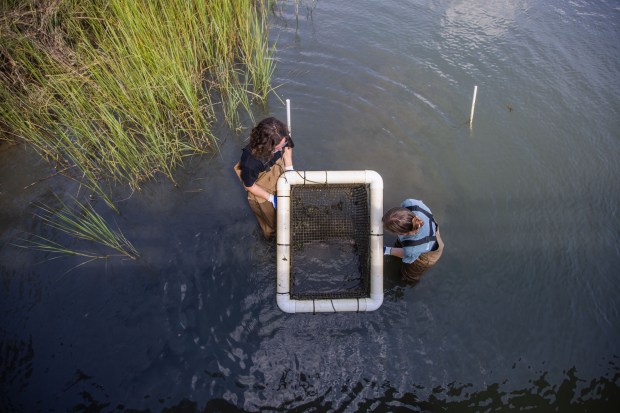 Nansemond River Preservation Alliance (NRPA) Intern Violet Johnston, 17, right,...
