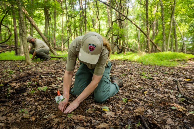 Kendall Topping, of the Virginia Department of Forestry, digs up...