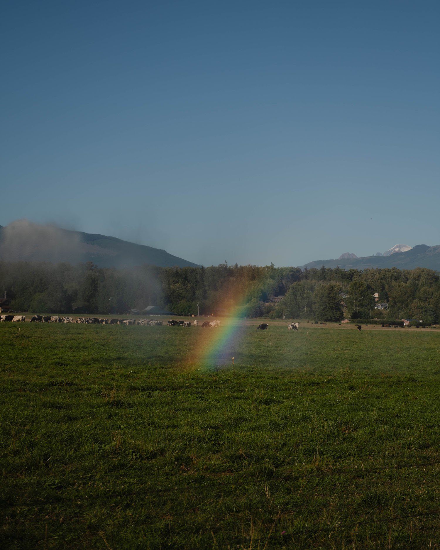 A small rainbow is seen in a cow field in Washington.