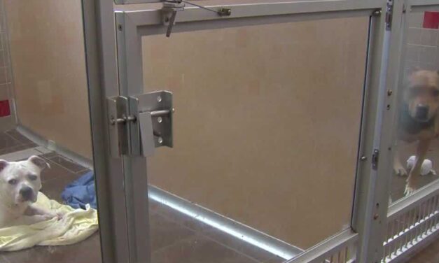 ‘It’s really critical’: ARL of Iowa says it needs to make room for 150 dogs by Monday