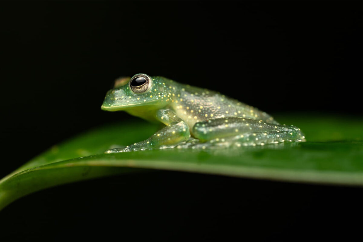 Ecuadorian blue glass frog
