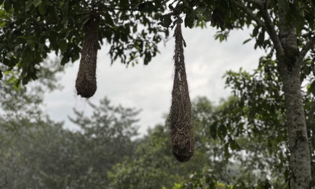 Can agroforestry chocolate help save the world’s most endangered rainforest?