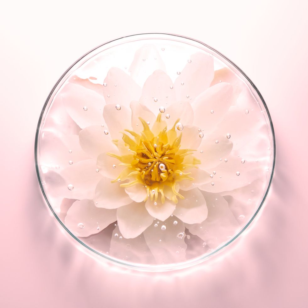 white flower inside a petri dish with gel like substance medical treatment medical test diagnosis