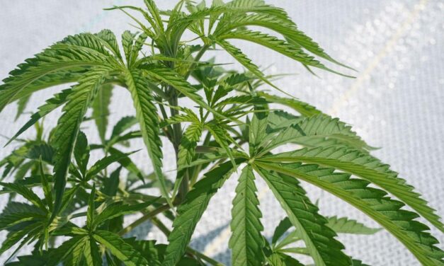 How do New York’s legal cannabis market numbers stack up? Not well