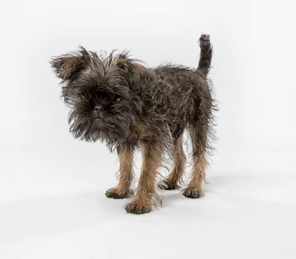 Affenpinscher dogs have an angry expression that helps them make the list of the ugliest dogs.