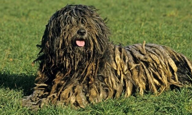 10 Dogs Uglier Than Peanut (The Proclaimed Ugliest Dog in the World)