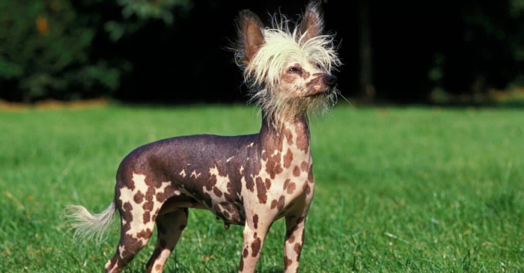 The Chinese-crested dog is considered uglier than the 2014 World's Ugliest Dog Winner, Peanut.