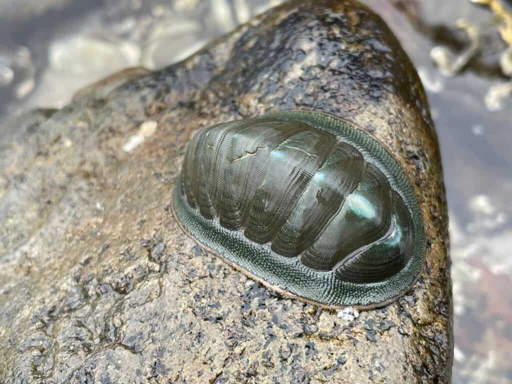 Chitons are not found in all sea waters, but they are sea animals that have shells to protect them.