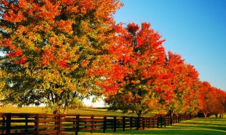 The Small State Park Where You Can View The Best Fall Foliage In Kentucky