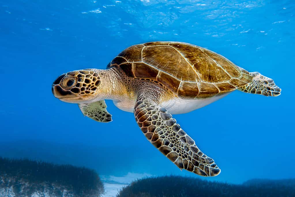 Sea turtles cannot retract into their shells like land turtles but they still use their shells for protection.