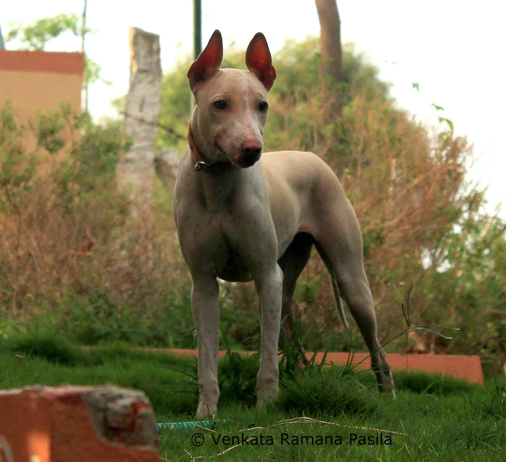Jonangi dogs originate from India and are considered to be excellent hunting dogs.