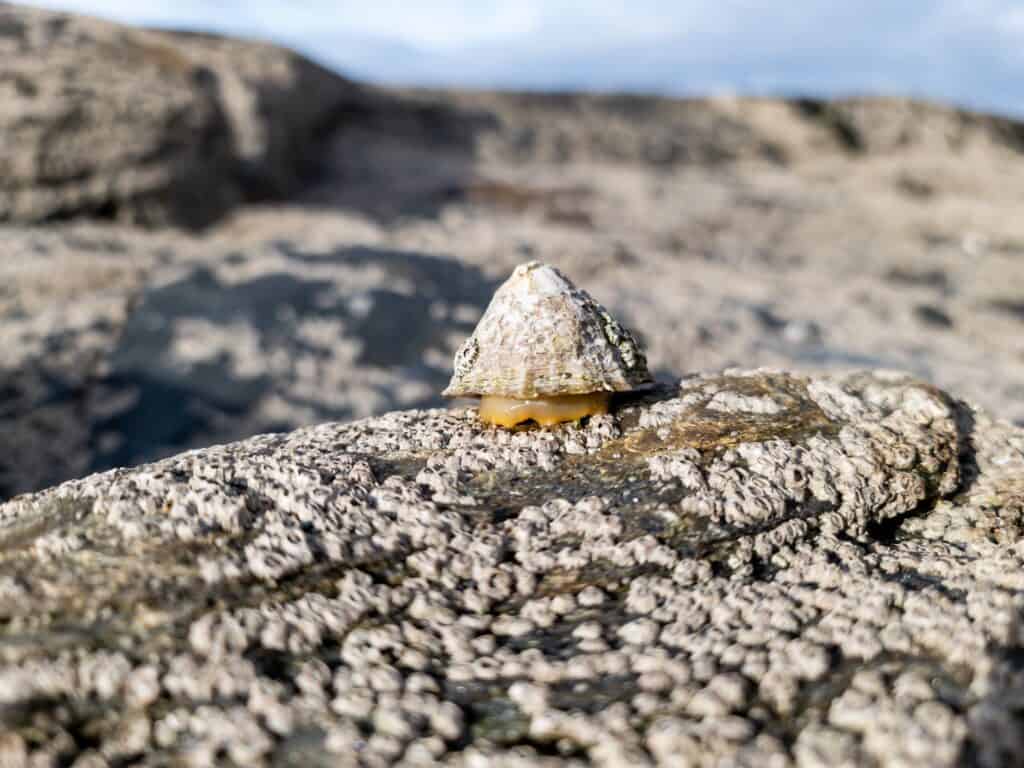 Limpets are the slugs or snails of the sea and use their shells for protection.