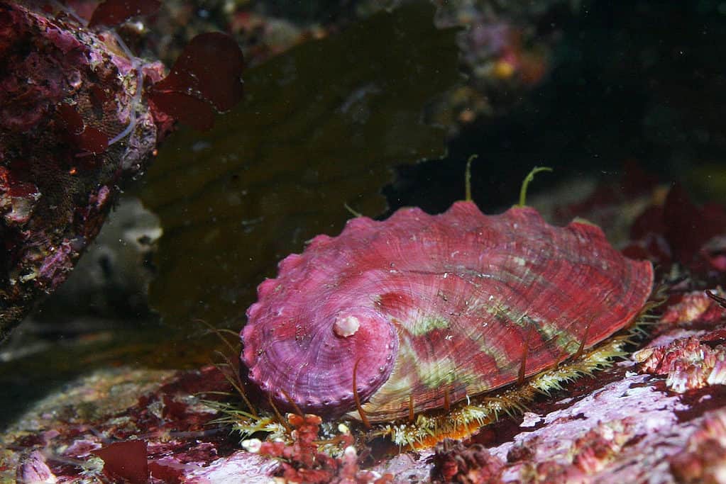 Pinto Abalone is an endangered sea animal that has a shell.