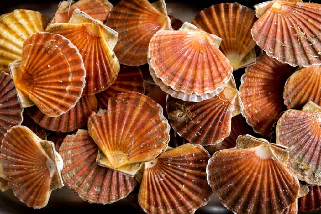 Scallop shells are not uniform, each side of the shell is a different shape.