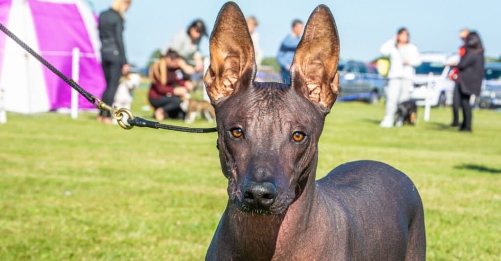 Xolo dogs are hairless, dogs with plenty of energy.
