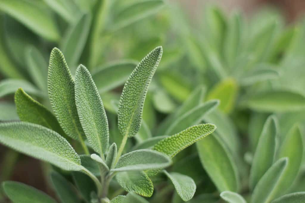 Sage is ready to be harvested when the plant has enough new growth to support it.