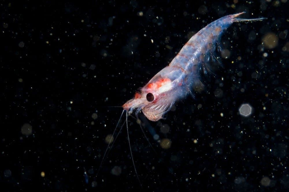 Krill use their shells to protect them from predators.
