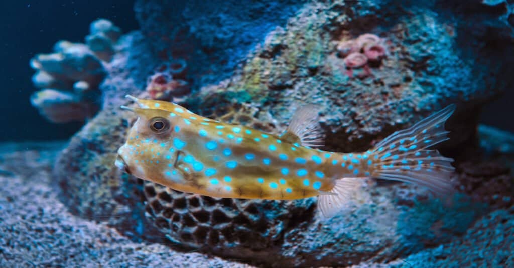 Longhorn cowfish have shells to protect them from predators.