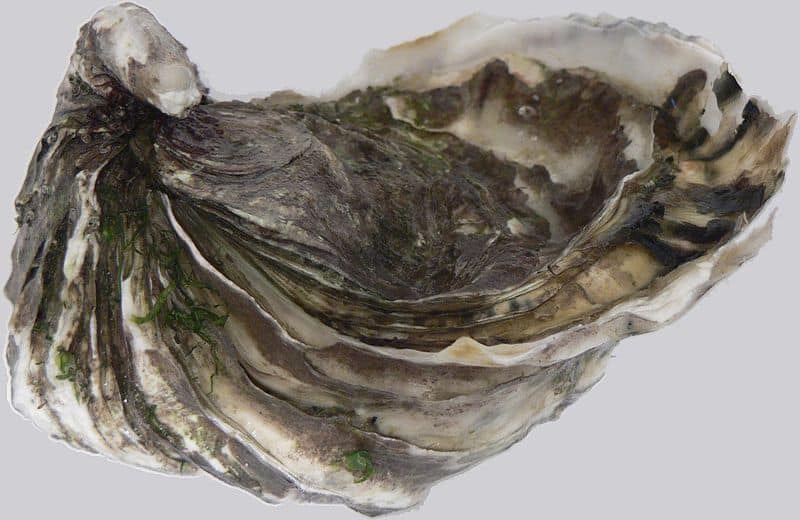 Oyster shells protect the sea animal from predators.