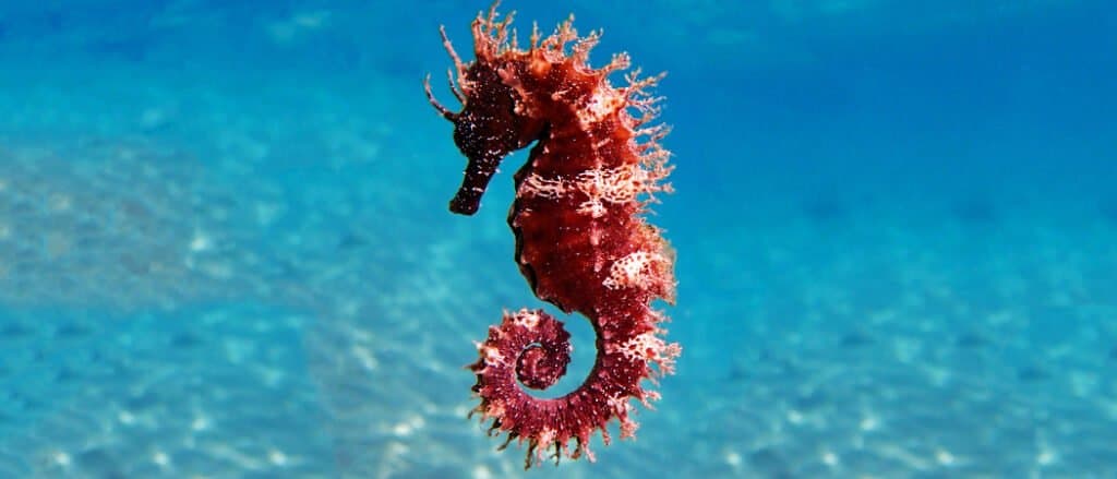 Seahorses protect themselves from danger by changing colors and having a shell.