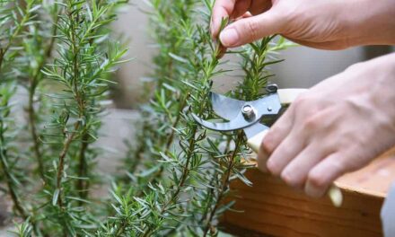8 Clear Signs Herbs Are Ready To Be Harvested (Plus How to Store Them)
