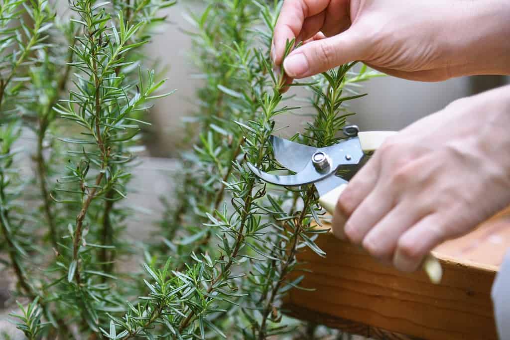 Woman cutting rosemary herb branches by scissors, when herbs are ready to be harvested using scissors is kind to the plant.