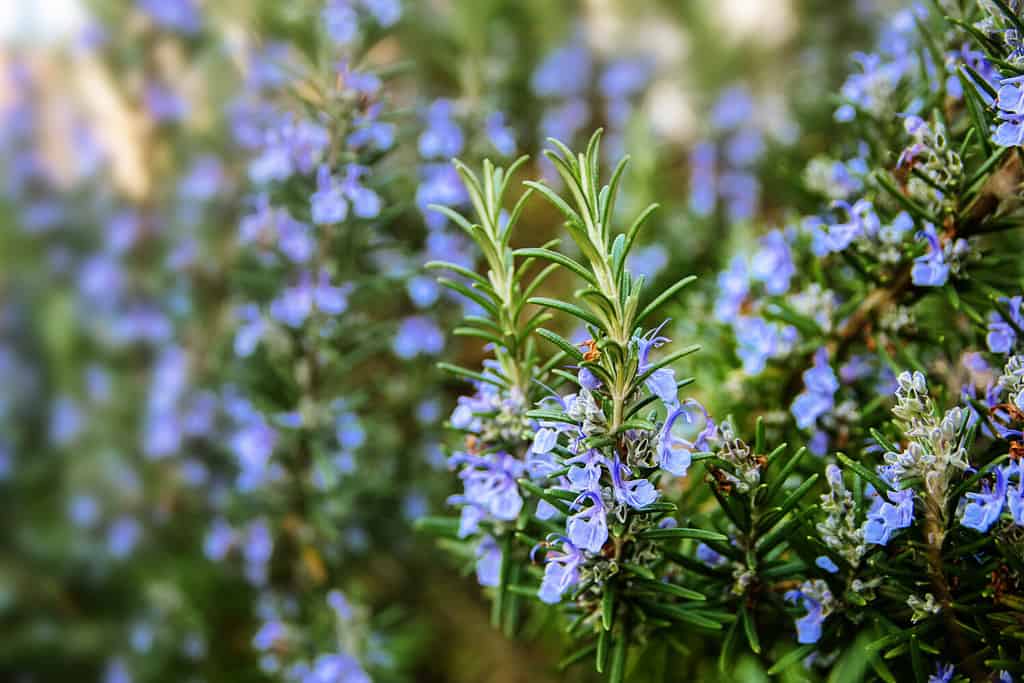 blossoming rosemary plants in the home garden 