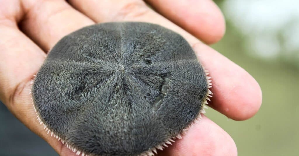 Sand dollars are echinoids that live in the ocean waters.