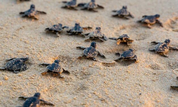 Discover 5 Types of Sea Animals With Shells (and Why They Have Them)