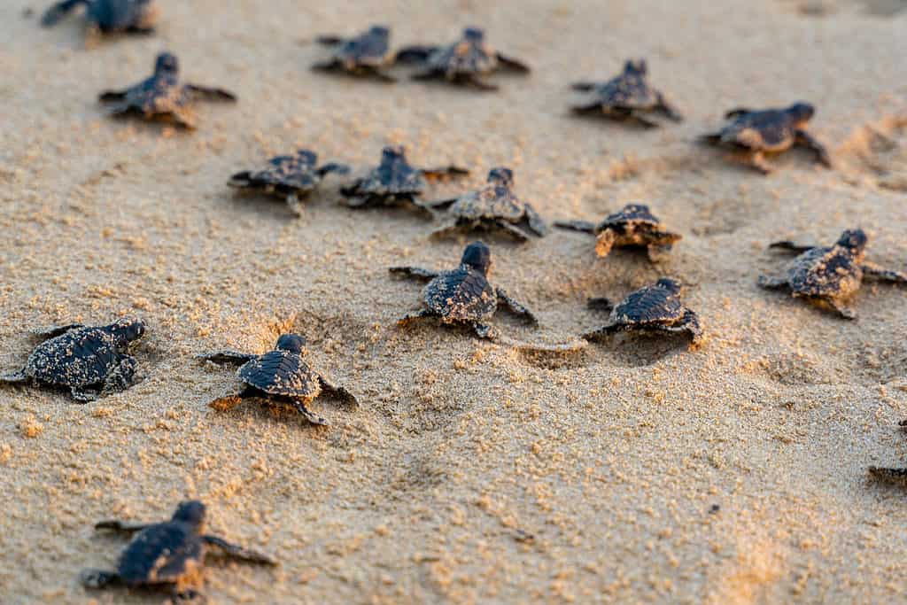 Baby sea turtles running towards ocean are a unique sea animal with a shell.