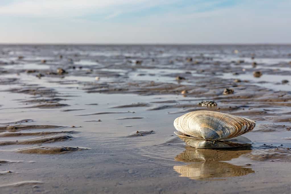 A clam can open its shell because the shell is hinged at the back.