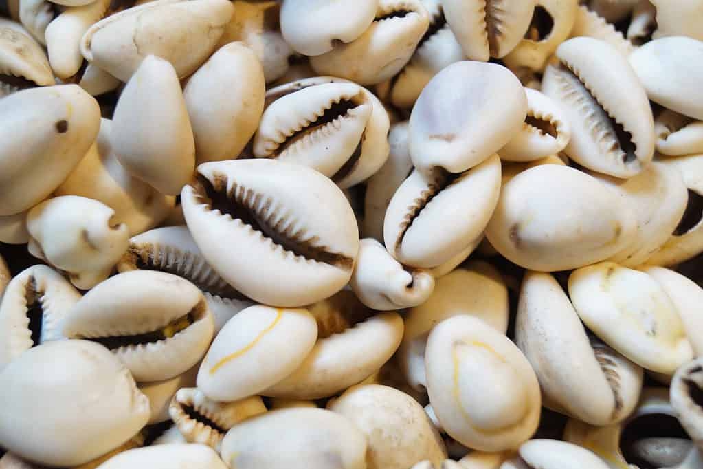 Cowry are sea snails and their shells have been used as decorative pieces and currencies throughout the ages.