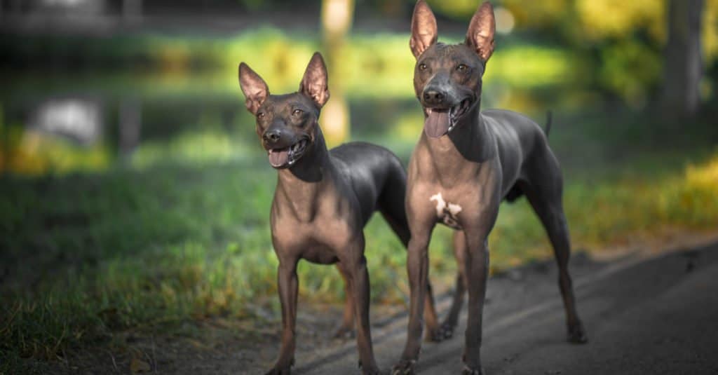 two American Hairless Terrier
