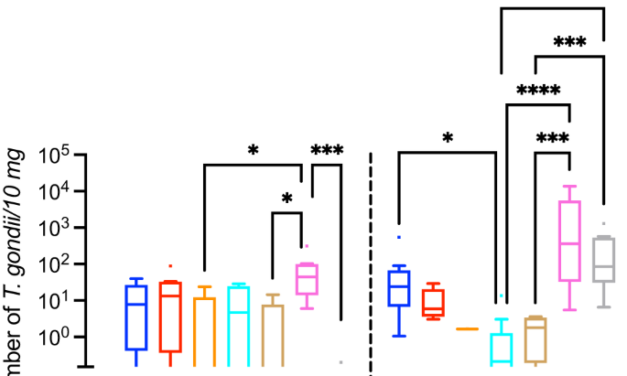 Reduced neural progenitor cell count and cortical neurogenesis in guinea pigs congenitally infected with Toxoplasma gondii