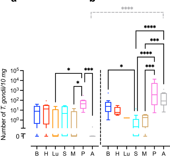 Reduced neural progenitor cell count and cortical neurogenesis in guinea pigs congenitally infected with Toxoplasma gondii