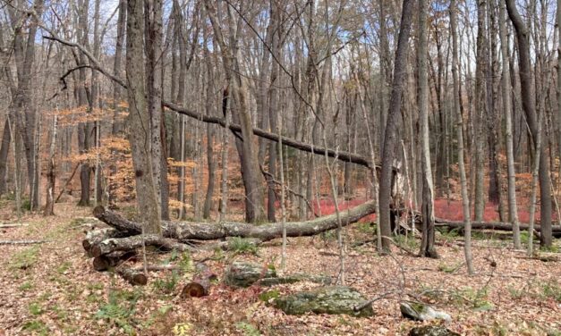 A Walk in the Woods with My Brain on Fire: Autumn – Inside Climate News