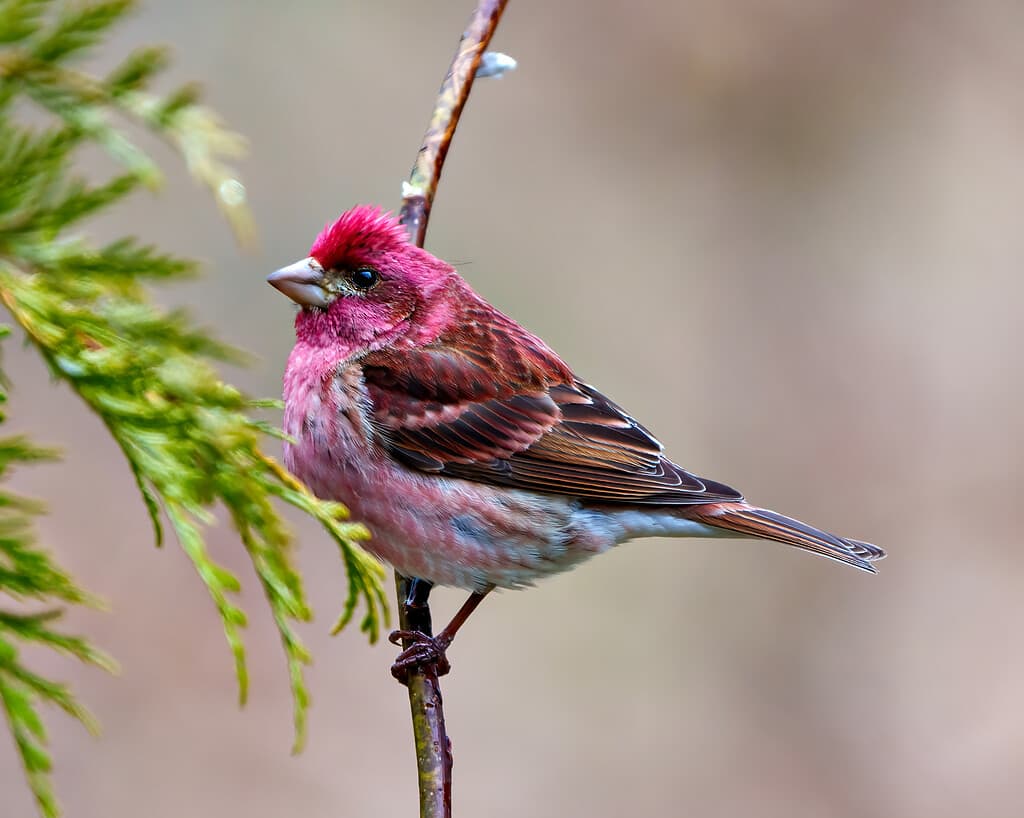 Purple Finch (Haemorhous purpureus) sits on a branch.