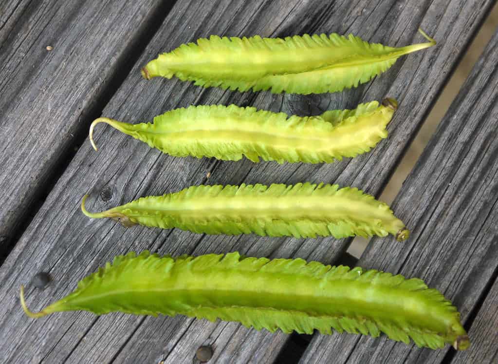 Winged bean pods
