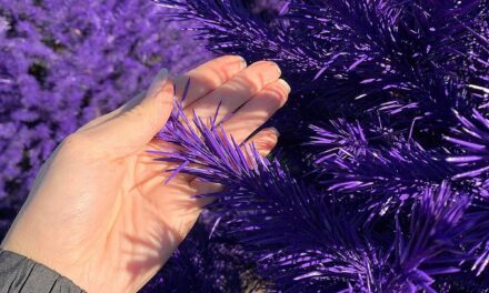 Do You Want a Purple Live Christmas Tree, Grab One at this NJ Farm